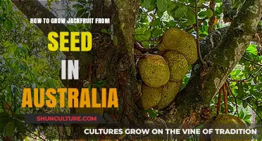 Growing Jackfruit from Seeds in Australia's Climate