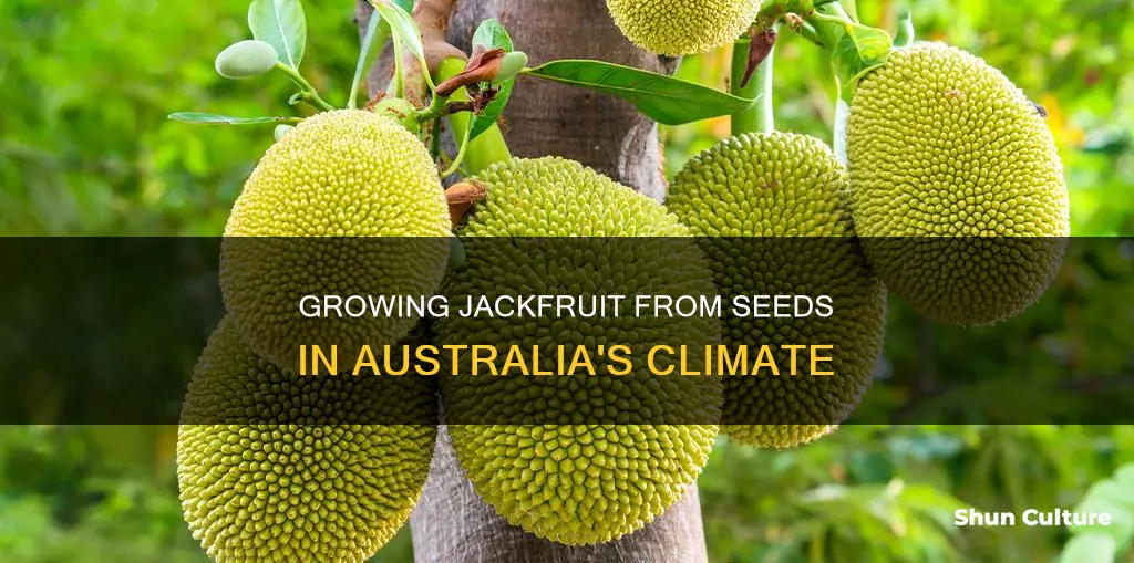 how to grow jackfruit from seed in australia