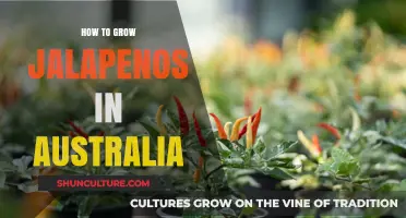 Growing Jalapenos in Australia: A Spicy Guide