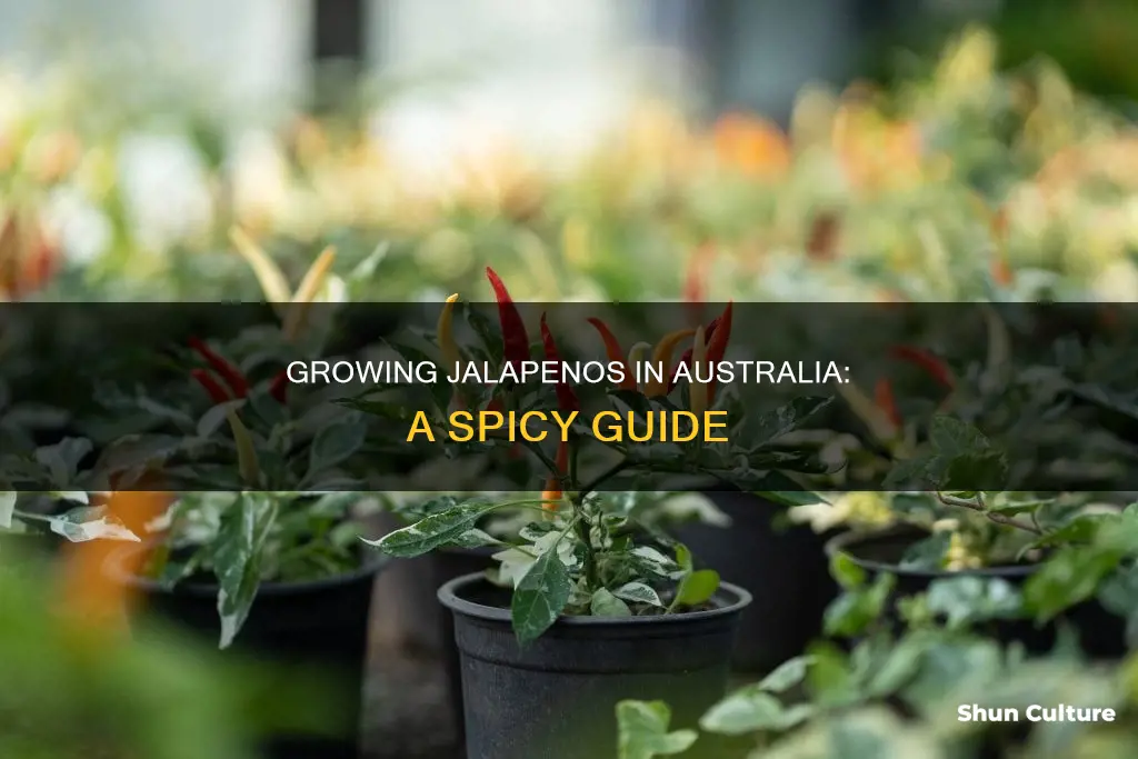 how to grow jalapenos in australia