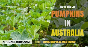 Growing Jap Pumpkins: An Australian Guide