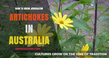 Growing Jerusalem Artichokes in Australia: A Guide