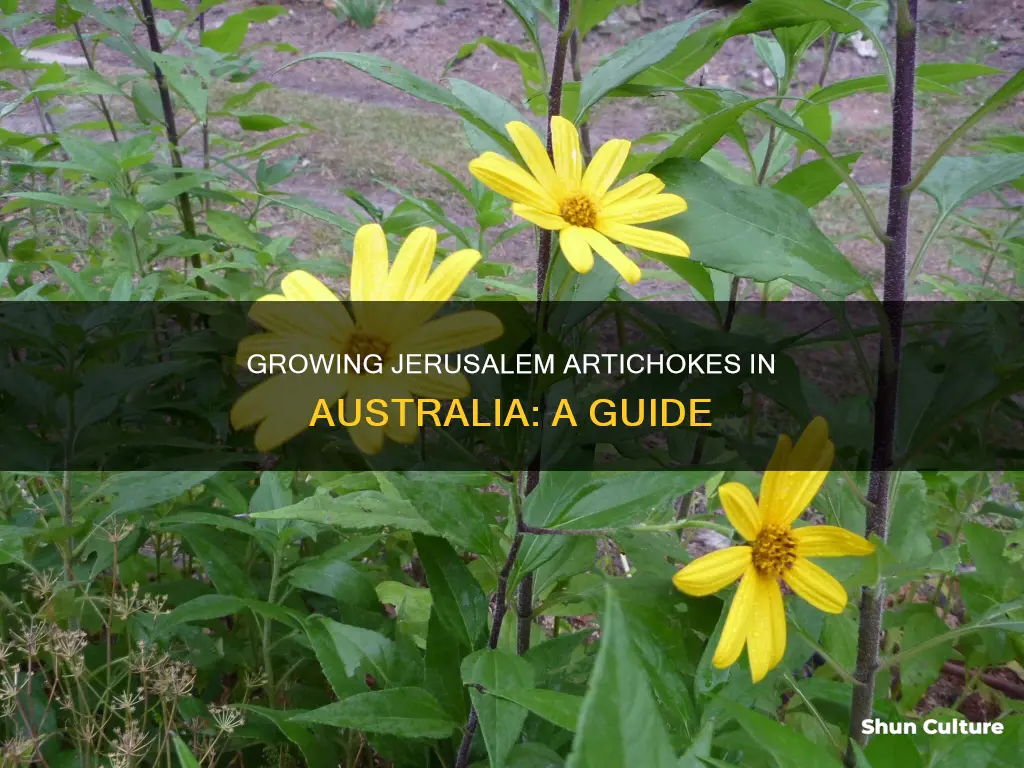 how to grow jerusalem artichokes in australia
