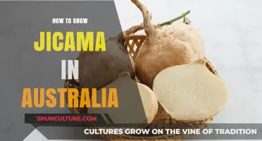 Growing Jicama in Australia: A Step-by-Step Guide