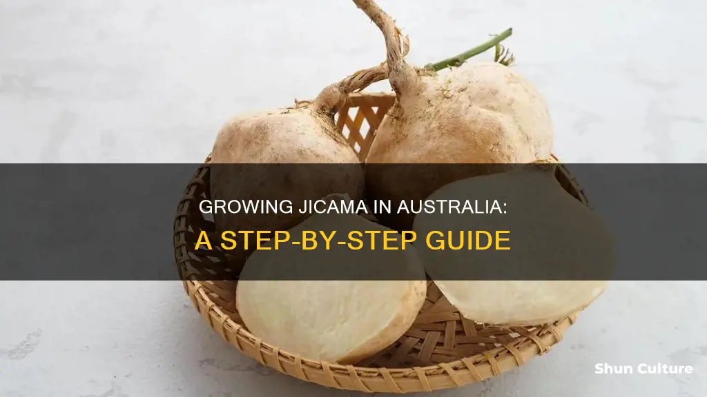 how to grow jicama in australia