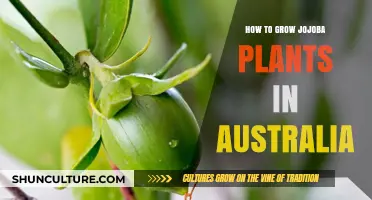 Growing Jojoba in Australia: A Comprehensive Guide