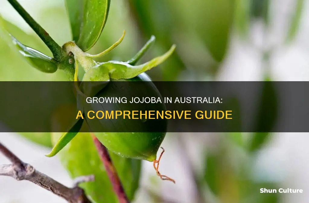 how to grow jojoba plants in australia