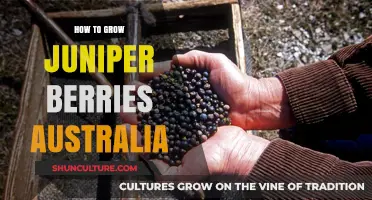 Juniper Berry Cultivation Guide for Australian Growers