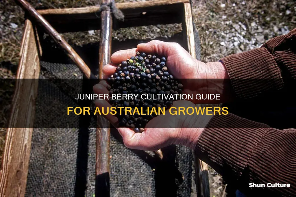 how to grow juniper berries australia