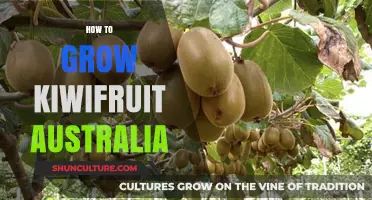 Growing Kiwifruit in Australia: A Comprehensive Guide