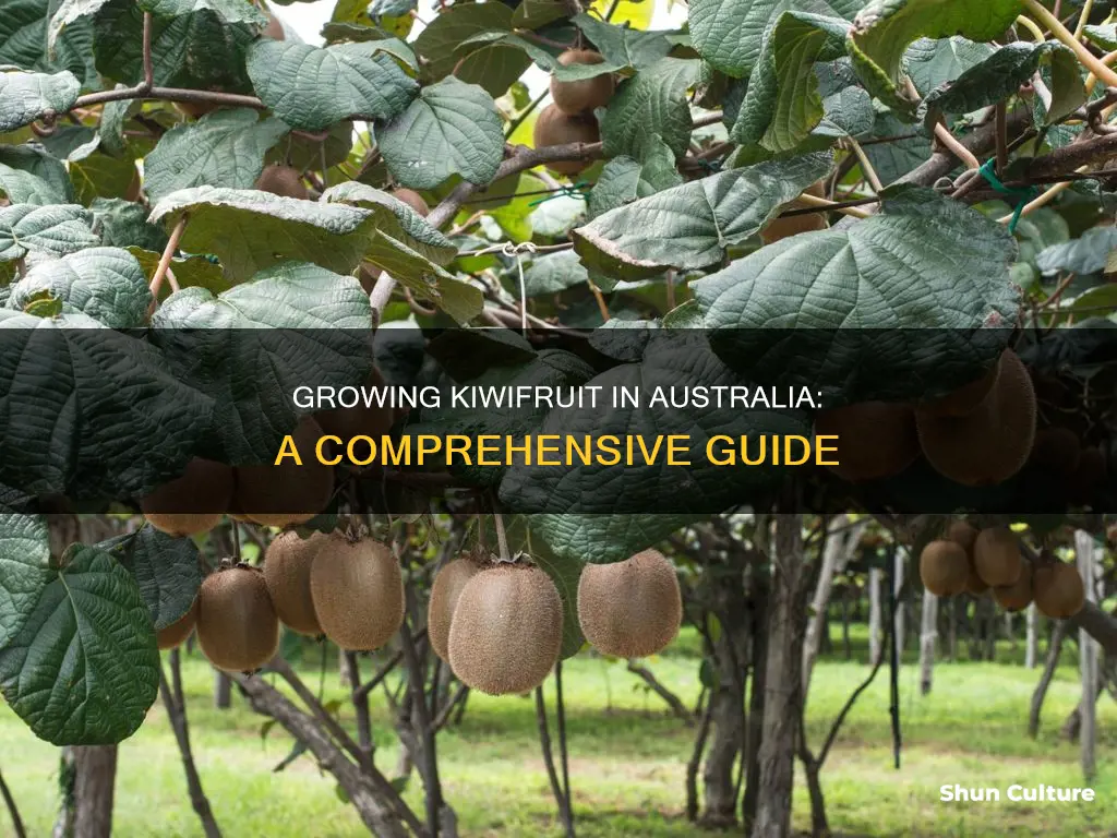 how to grow kiwifruit australia