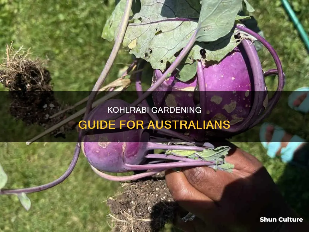 how to grow kohlrabi in australia