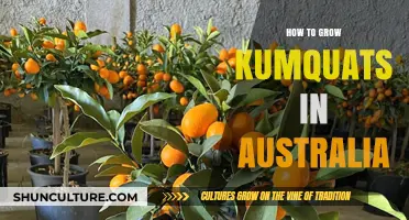 Growing Kumquats in Australia: A Step-by-Step Guide