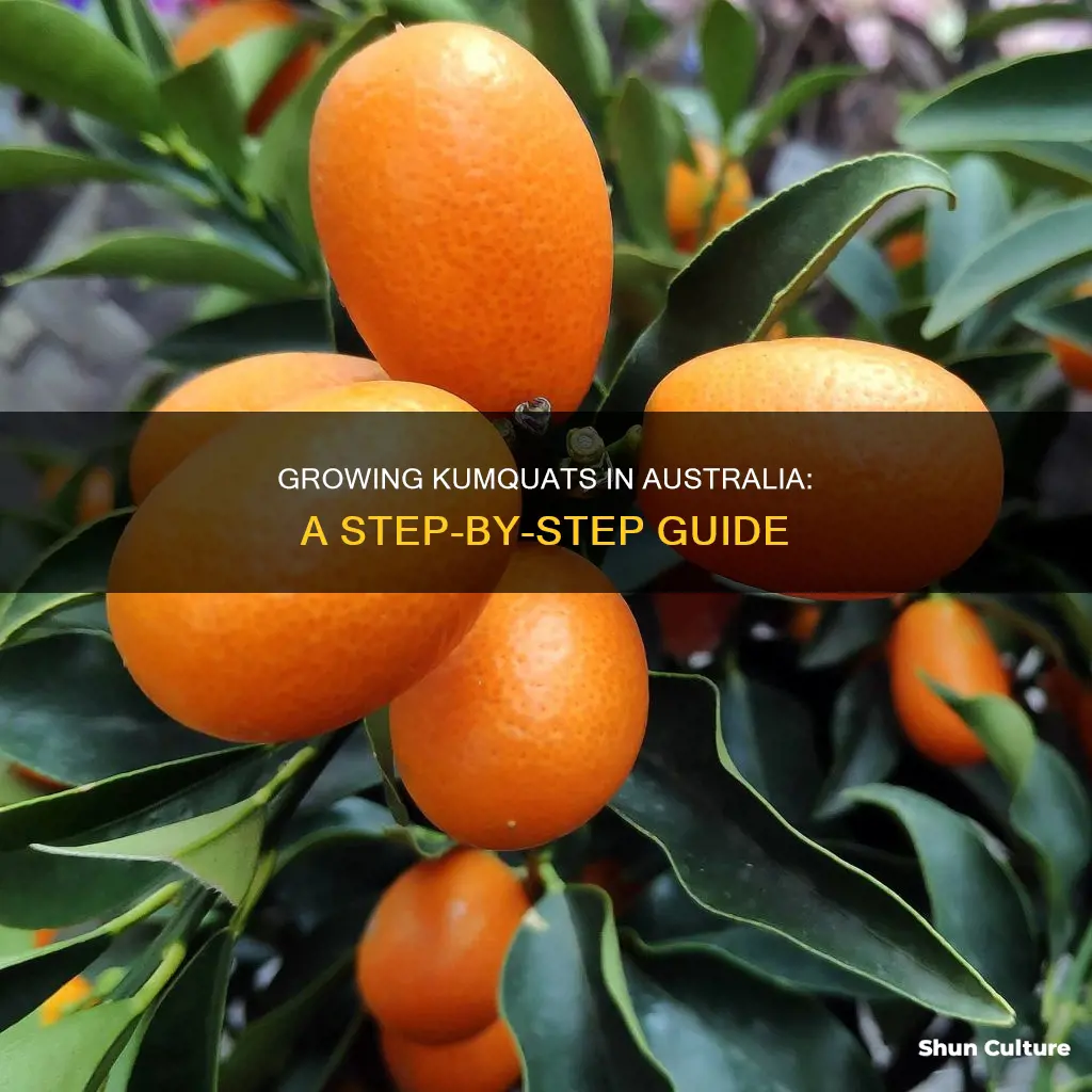 how to grow kumquats in australia