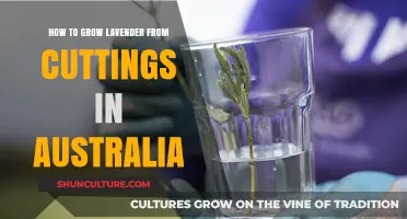 Growing Lavender from Cuttings: An Australian Guide