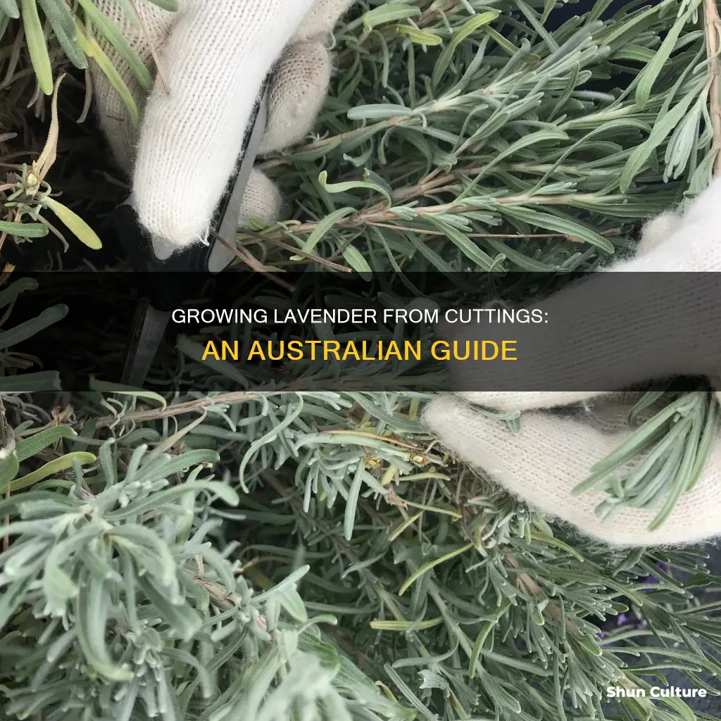 how to grow lavender from cuttings in australia