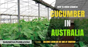 Lebanese Cucumbers: A Guide to Growing in Australia