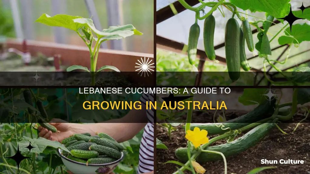 how to grow lebanese cucumber in australia
