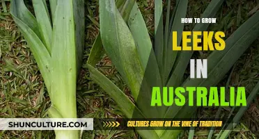 Leeks in Australia: A Guide to Growing Success