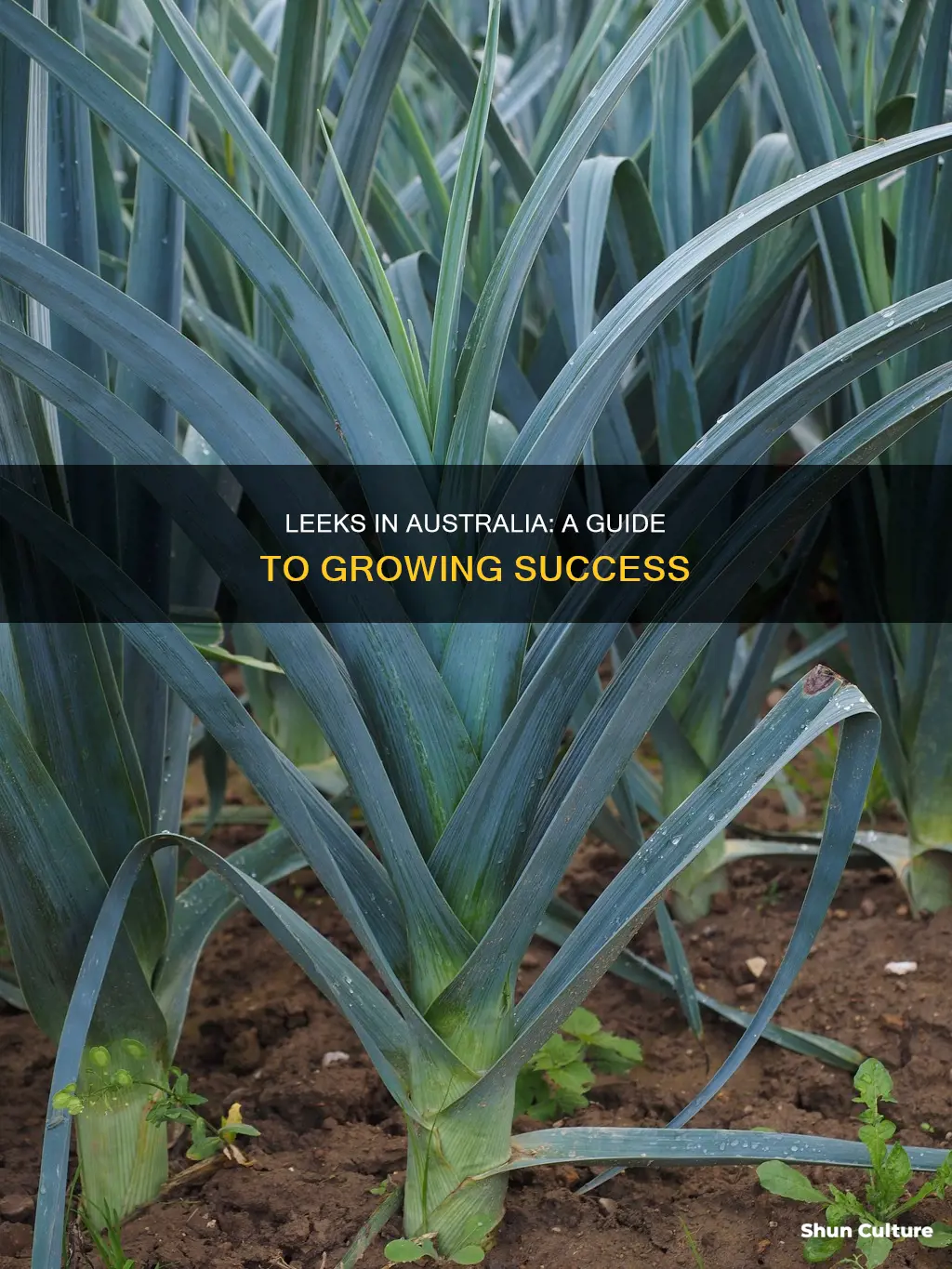 how to grow leeks in australia