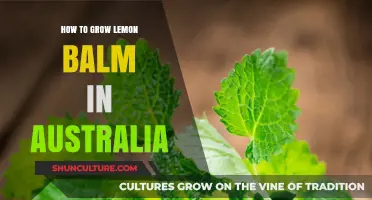 Growing Lemon Balm in Australia: A Simple Guide