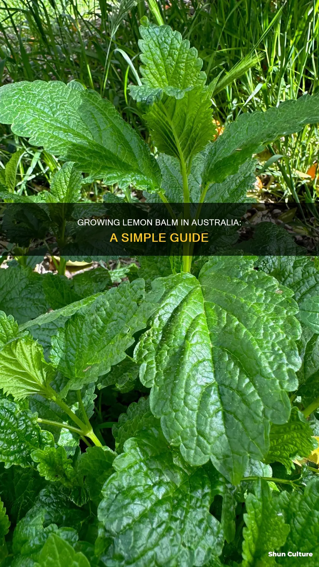 how to grow lemon balm in australia