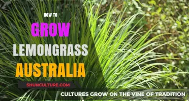 Growing Lemongrass in Australia: A Step-by-Step Guide