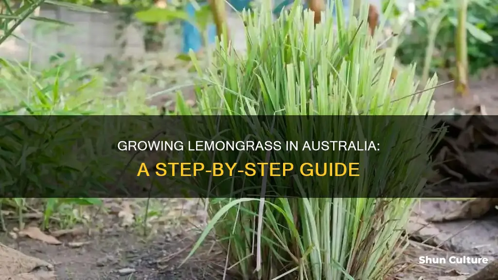 how to grow lemongrass australia