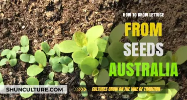 Growing Lettuce from Seeds: An Australian Guide