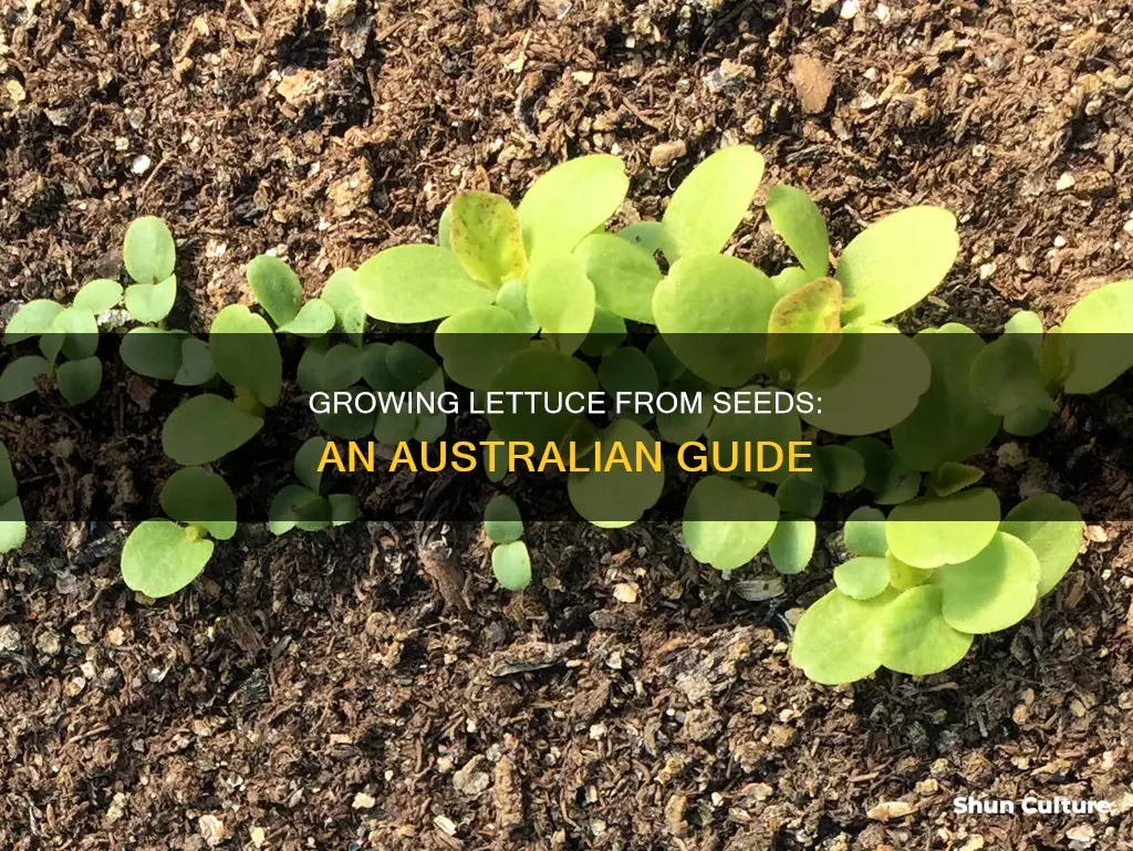 how to grow lettuce from seeds australia