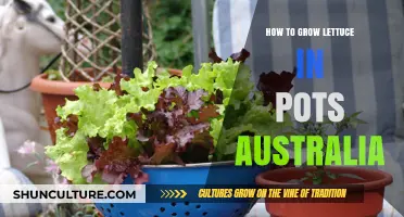 Grow Lettuce in Pots: A Guide for Australians