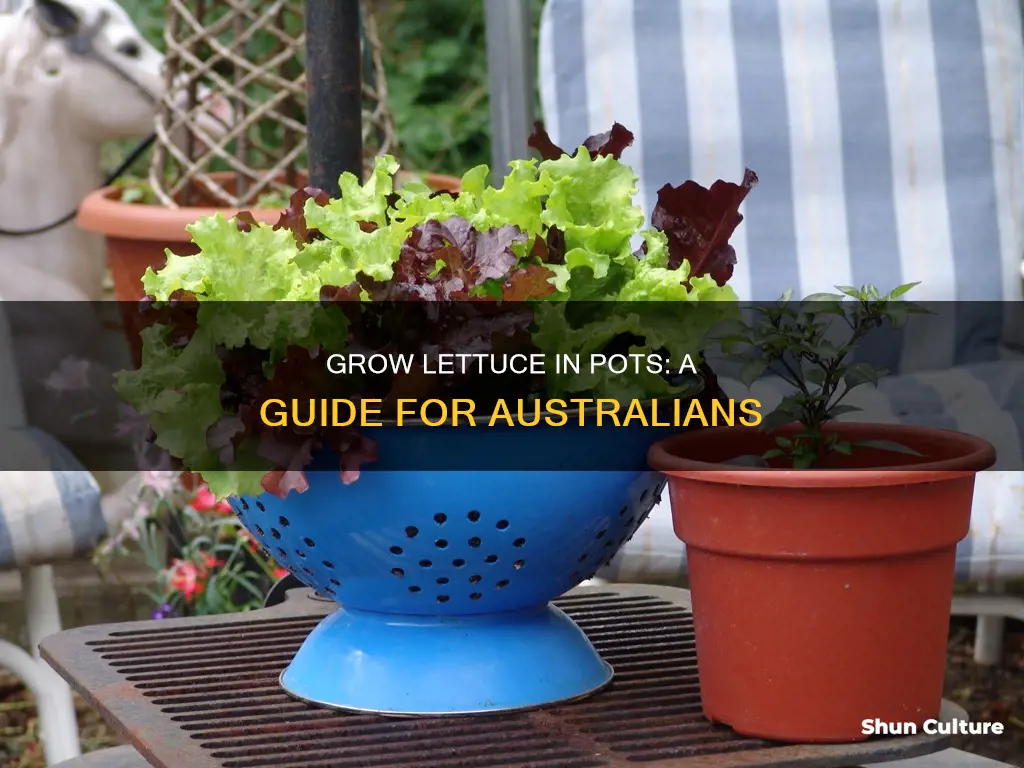 how to grow lettuce in pots australia