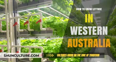 Growing Lettuce in Western Australia: A Step-by-Step Guide