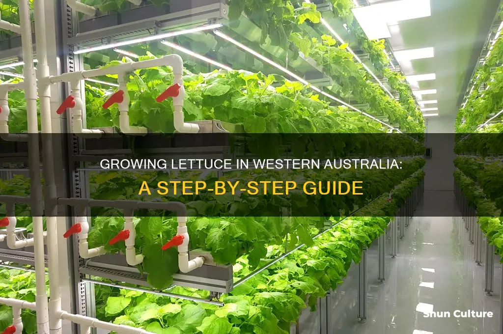 how to grow lettuce in western australia