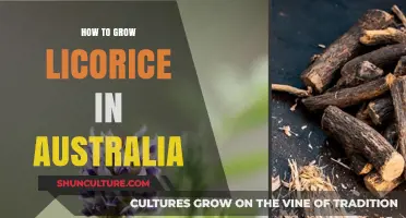 Growing Licorice in Australia: A Comprehensive Guide