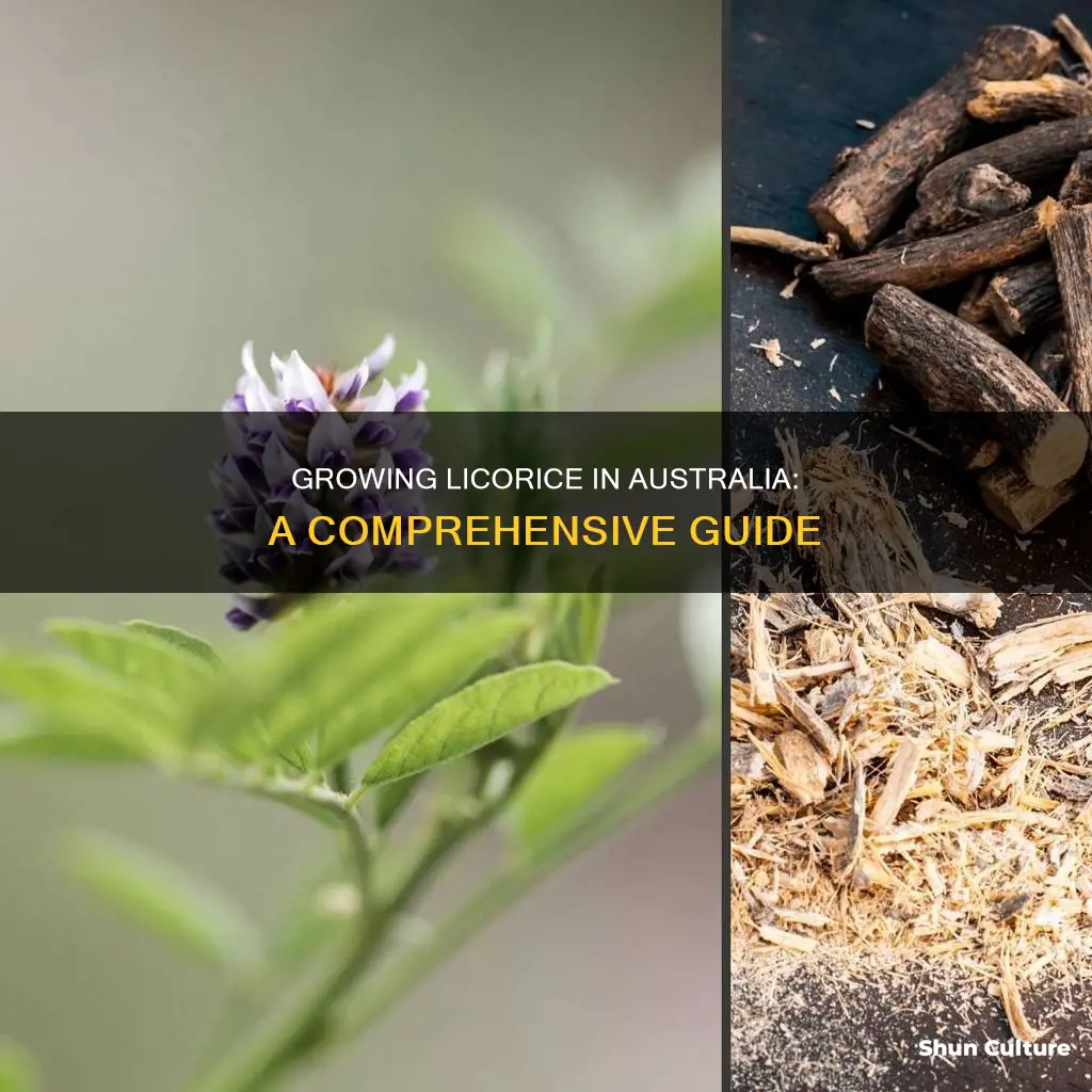 how to grow licorice in australia