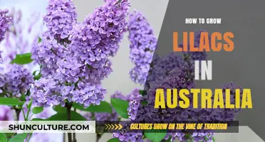 Growing Lilacs in Australia: A Comprehensive Guide