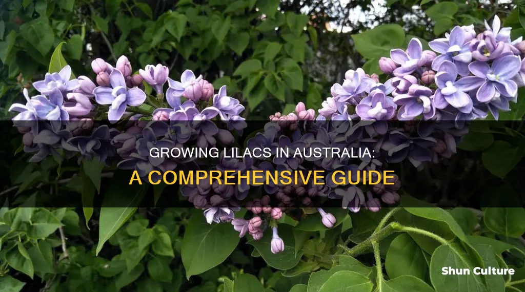 how to grow lilacs in australia