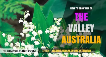 Growing Lily of the Valley in Australia: A Comprehensive Guide