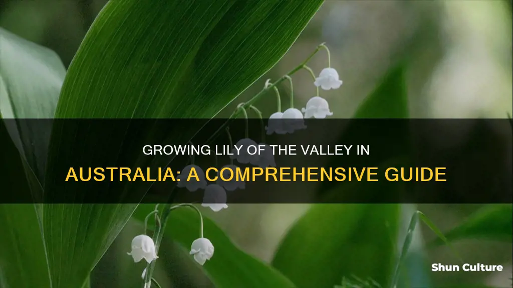 how to grow lily of the valley australia