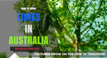 Growing Limes in Australia: A Step-by-Step Guide