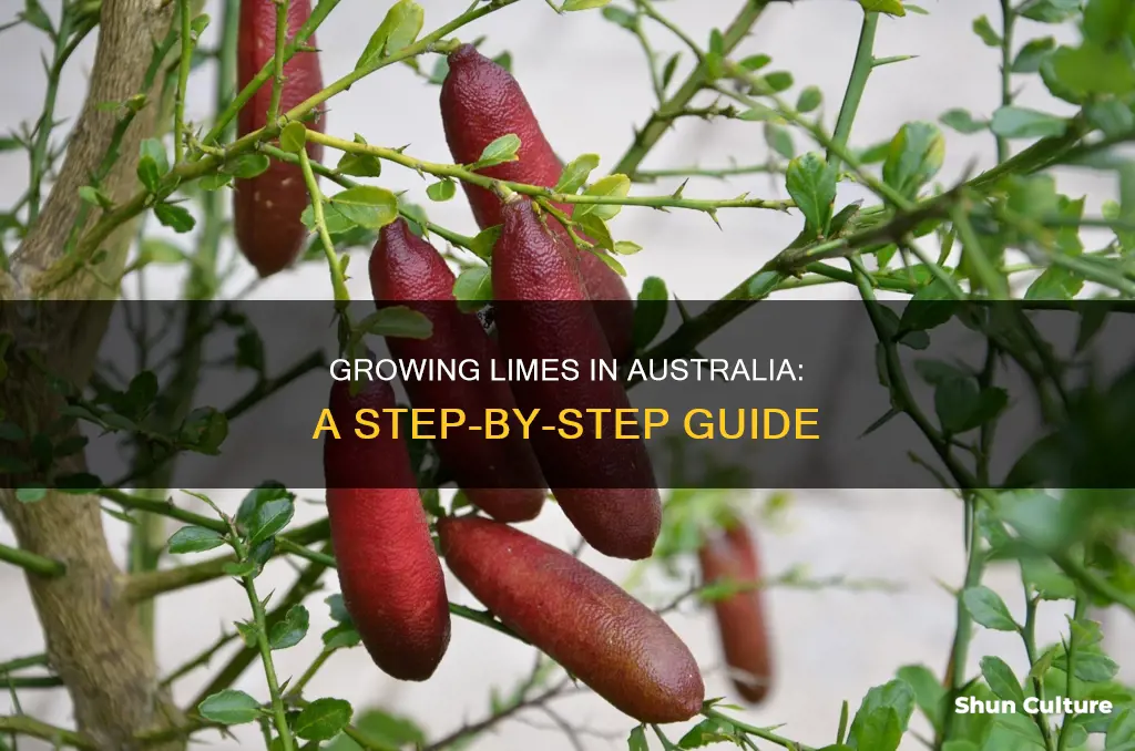 how to grow limes in australia