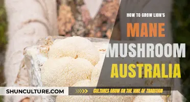 Grow Lion's Mane Mushrooms: An Australian Guide