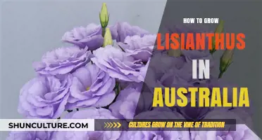Growing Lisianthus in Australia: A Comprehensive Guide