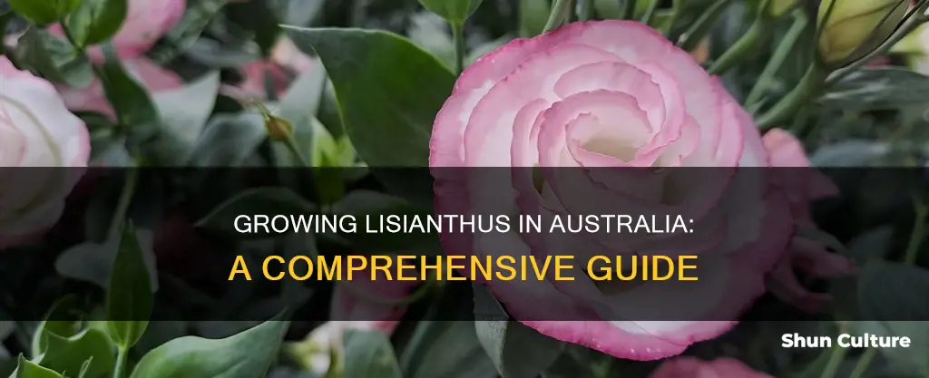 how to grow lisianthus in australia