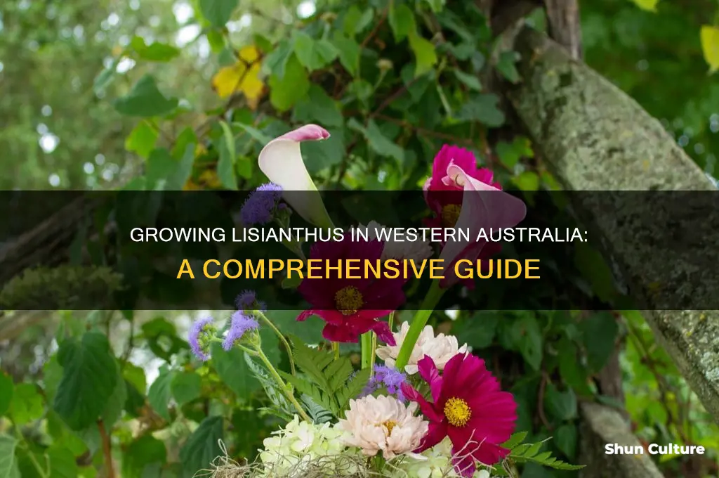 how to grow lisianthus in western australia