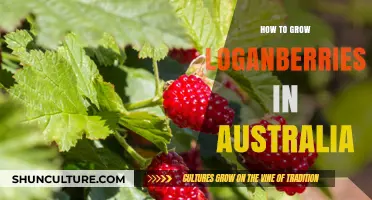 Growing Loganberries in Australia: A Comprehensive Guide