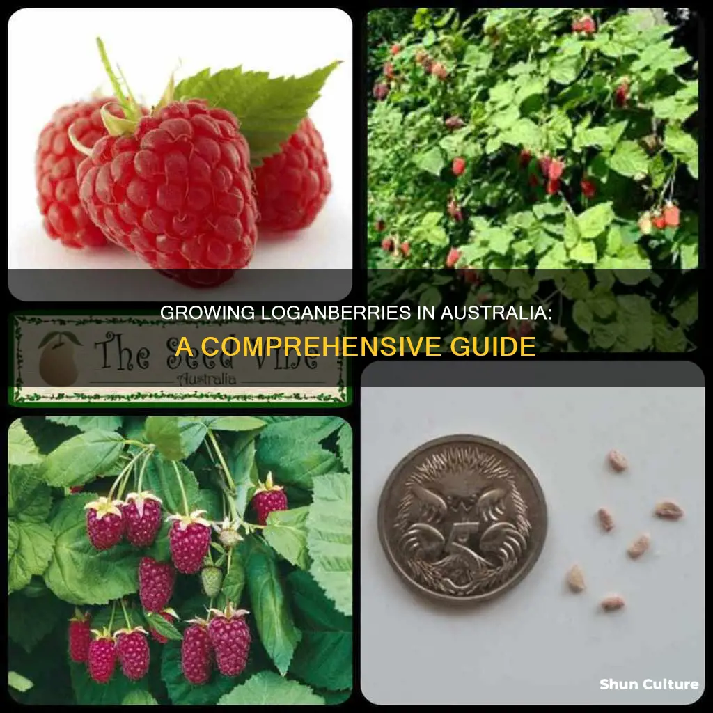 how to grow loganberries in australia