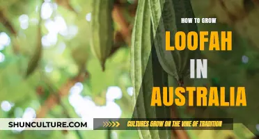 Grow Your Own Loofah in Australia: A Step-by-Step Guide