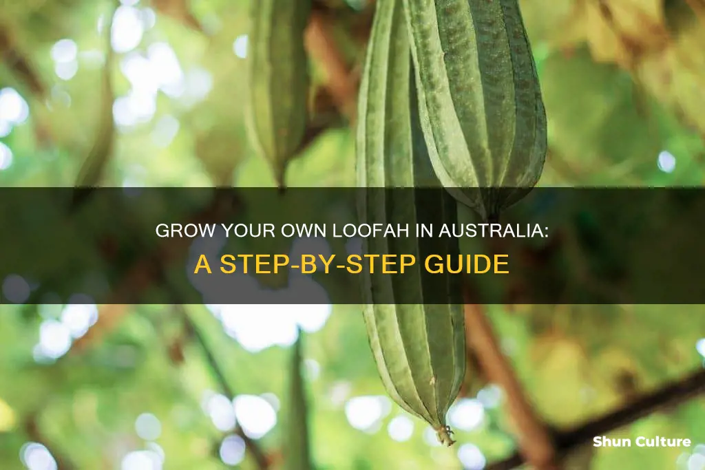 how to grow loofah in australia